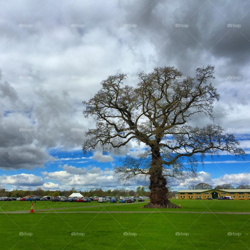 The Heritage Tree. Taken at Kelso Show Ground