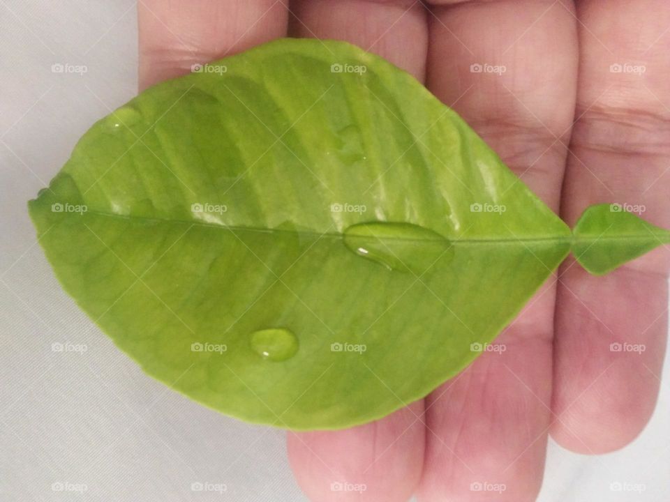 Beautiful drops of water on a green plant.