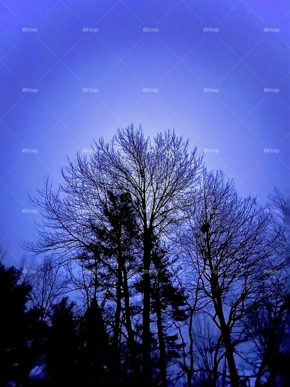 A bright and overcast night sky hides the moon, but creates a halo behind the shadowed trees.