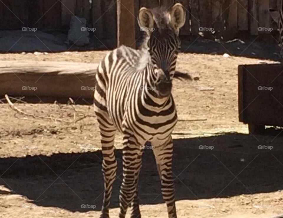 Zebra baby at the zoo. Cute.