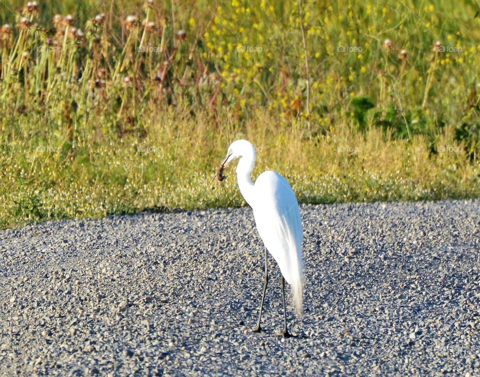 wildlife, White crane bird hunting a mouse at the wildlife preserve