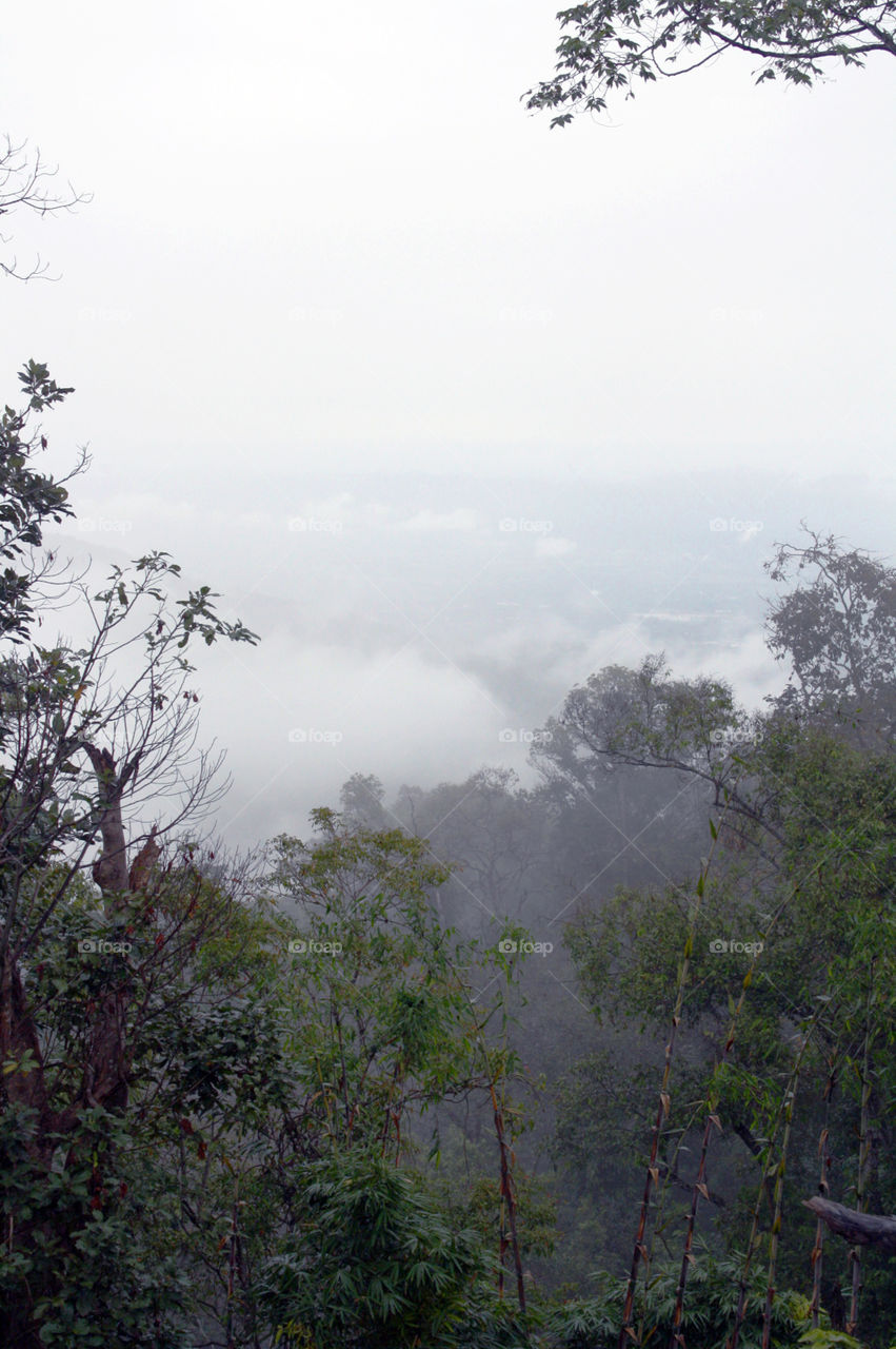 fog in forest