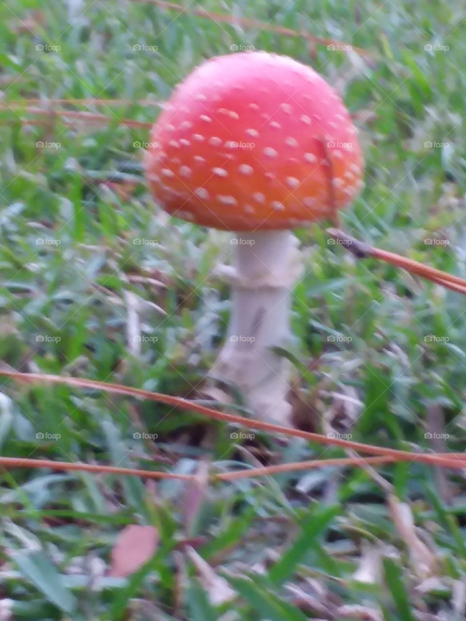 pretty little mushroom all alone