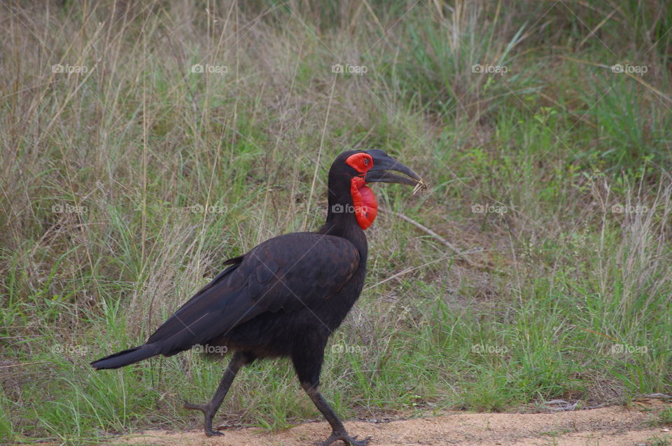 hornbill