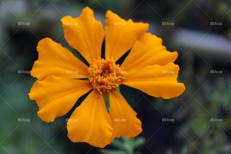 Orange Bloom
