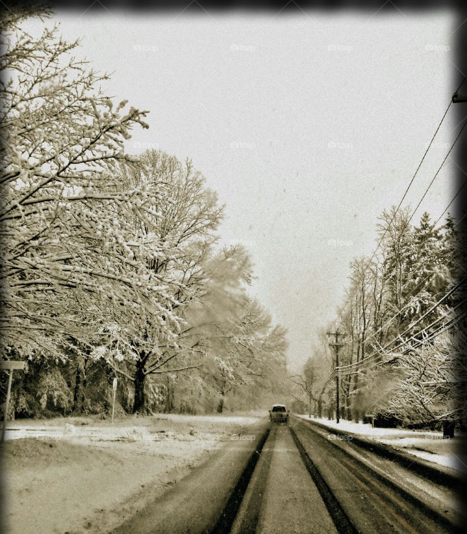 Winter, Tree, Snow, Road, Wood