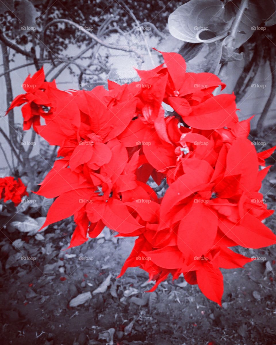 Flores do nosso jardim, para alegrar e embelezar nosso dia! / Flowers from our garden, to brighten and beautify our day!