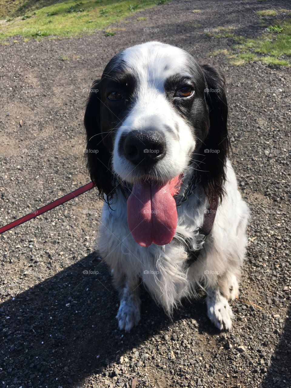 Llewellin Setter Dog