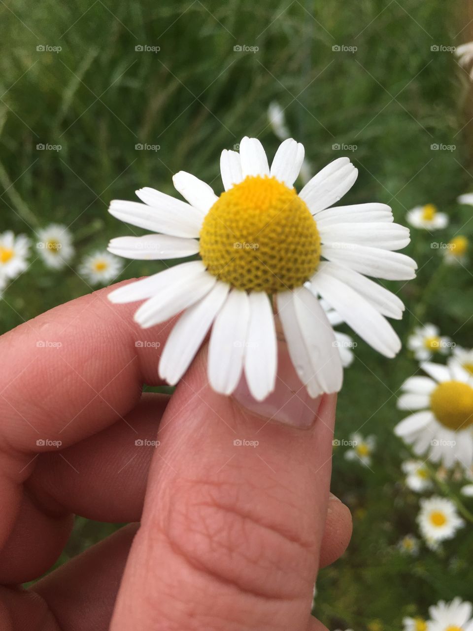 field flower