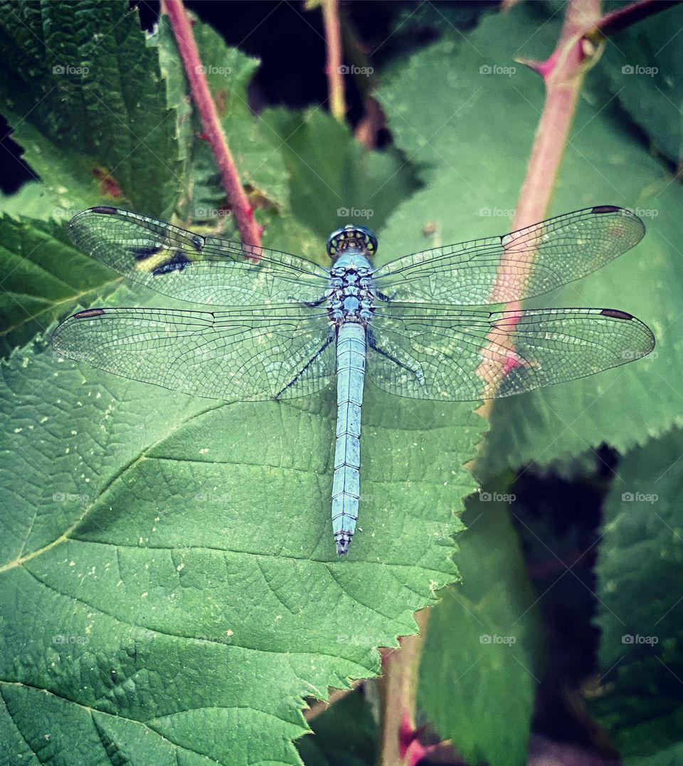 Brilliant blue Dragonfly taking a break on a leaf 