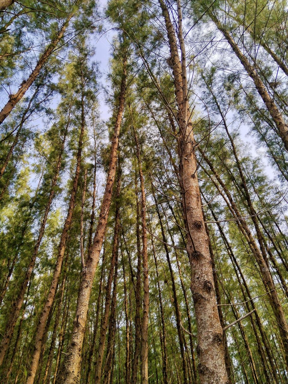 The trees in the forest.