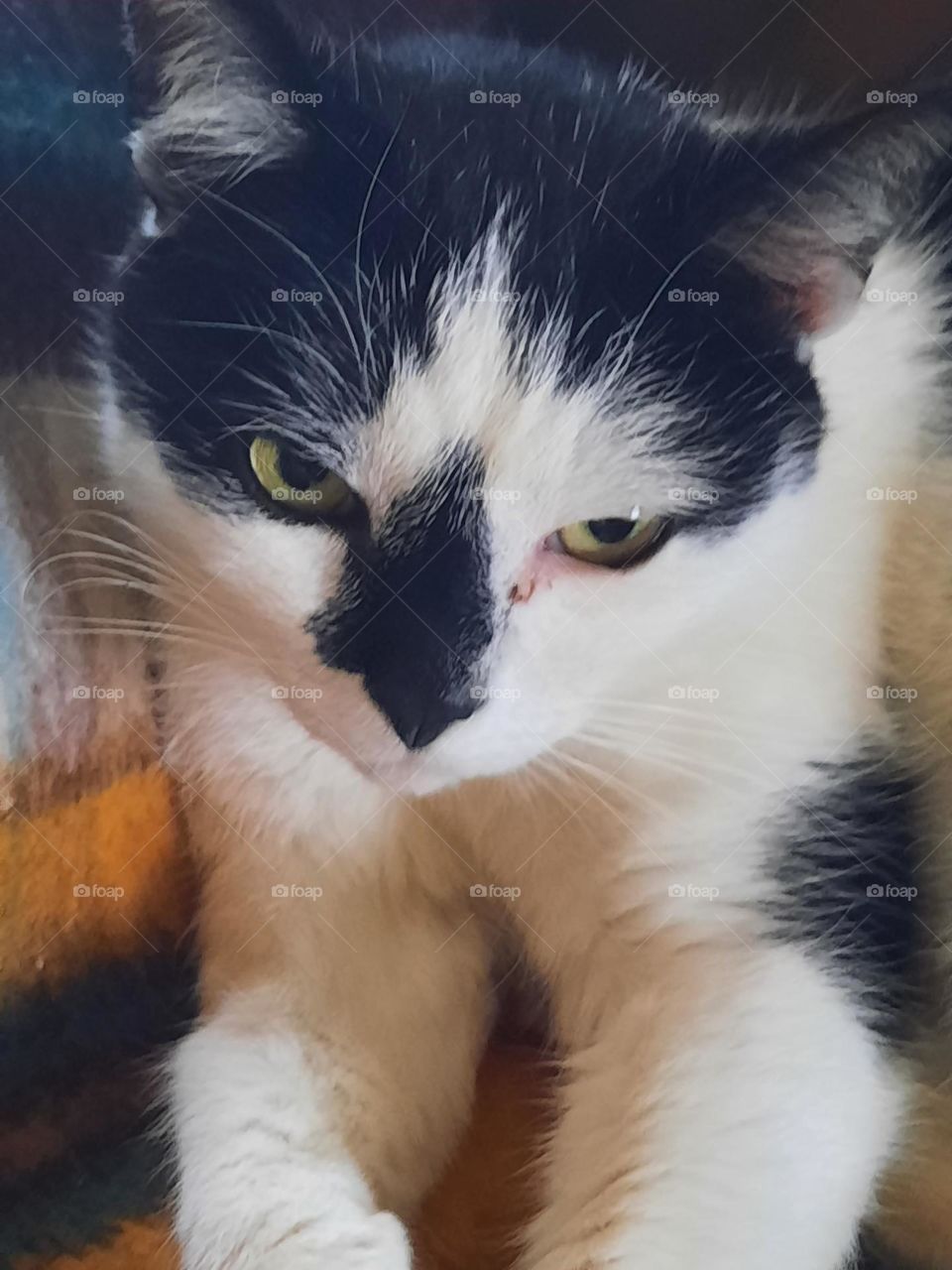 portrait  of B&W cat - close-up