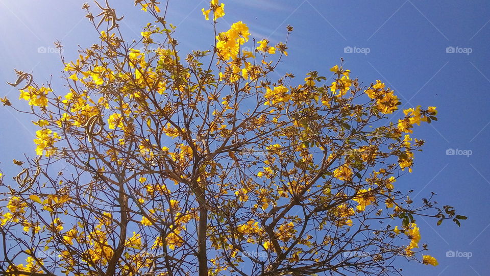 Handroanthus albus