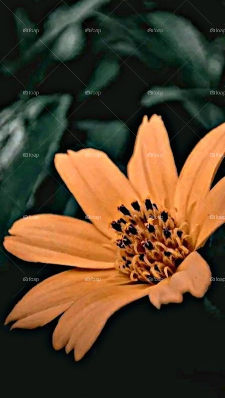 most beautiful and attractive flowers in the garden.