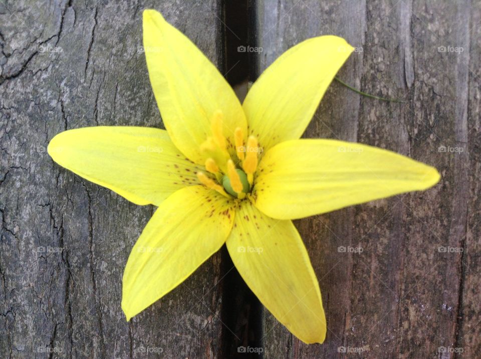 Yellow flower in a wooden board. A yellow flower