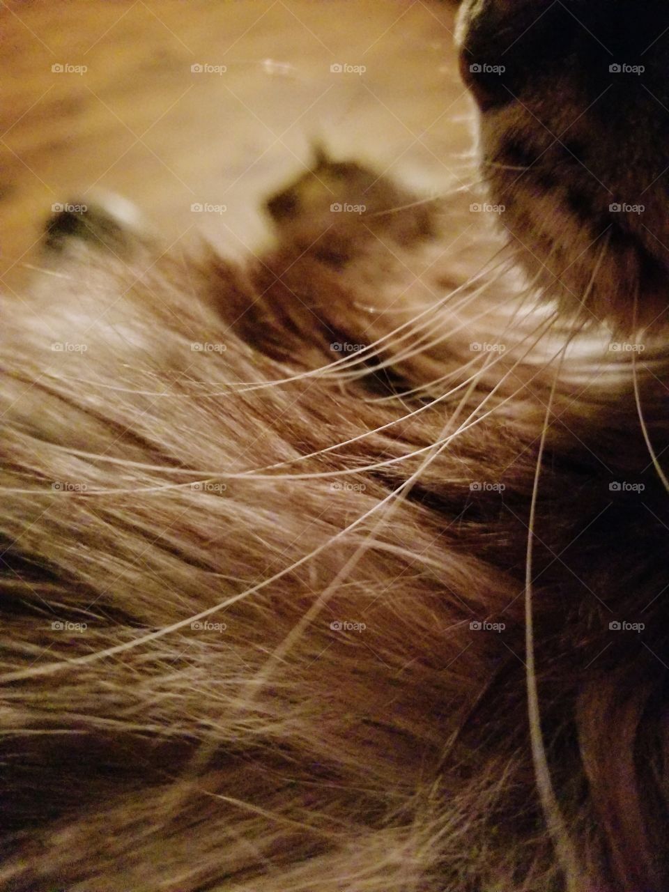 Whiskers on Kittens