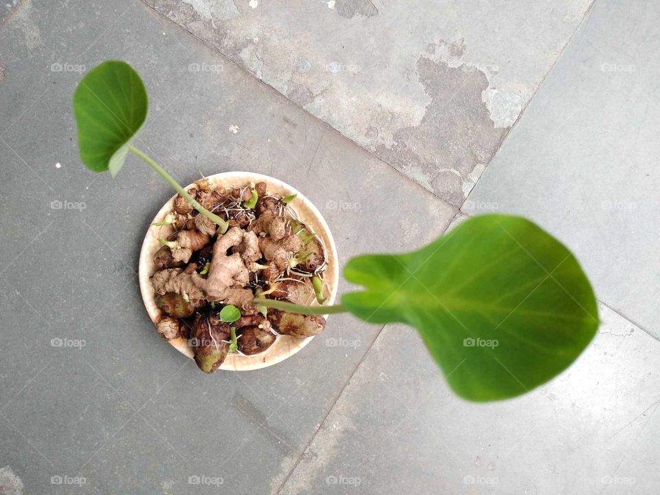 root vegetables germination in a plate of water