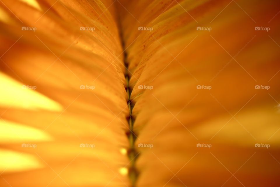 Yellow palm leaf