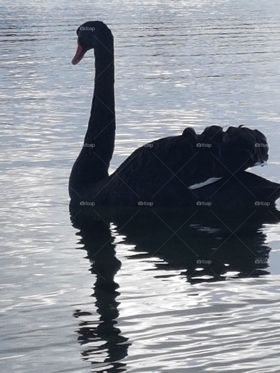 Swan reflection