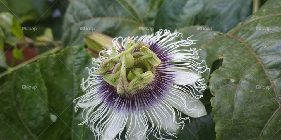 The name of this flower derives from the Latin: "Passion flower". The three stigmas represent the nails in the hands and feet of Jesus. For this reason, the Passion flower represents for Catholics the flower of the Trinity and the passion of Jesus.