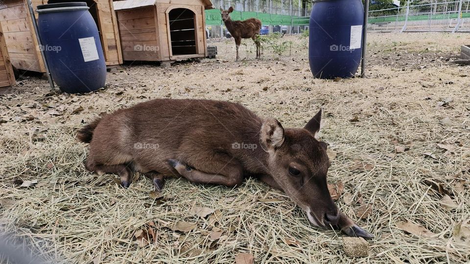 Sika deer in Luye Township, Taitung County