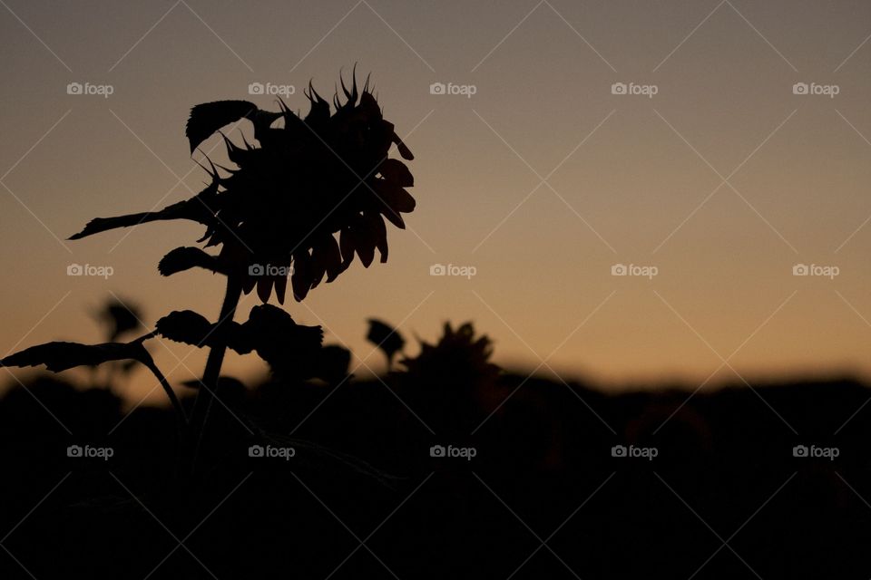 Sunflower and sunset