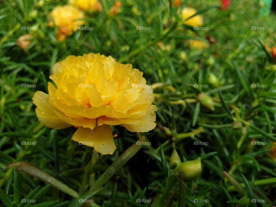 yellow flower