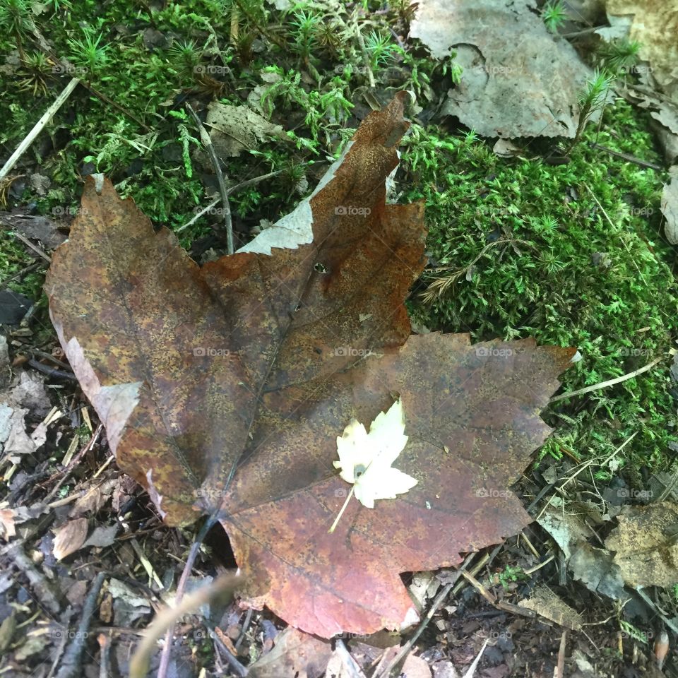 Leaves big and small