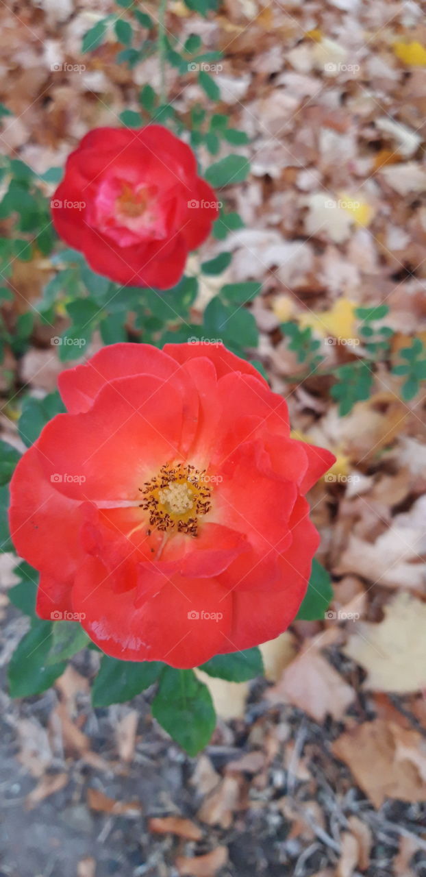 red roses in the fall