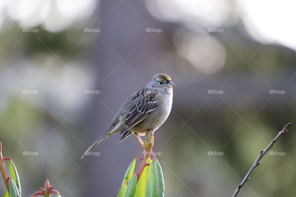 Bird perched on top of a plant 