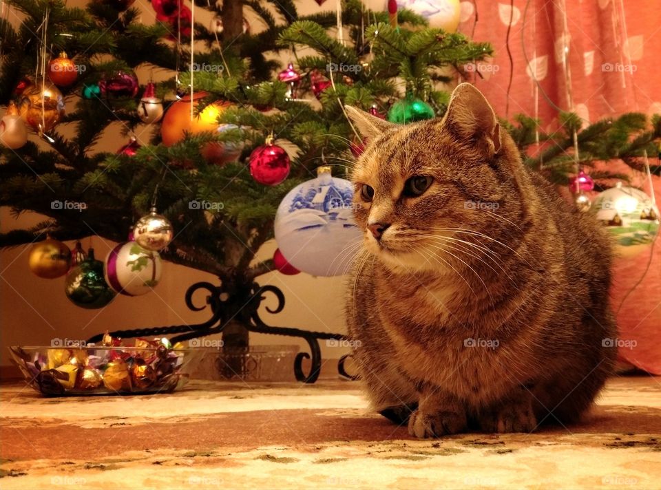 Cat with christmas tree in background