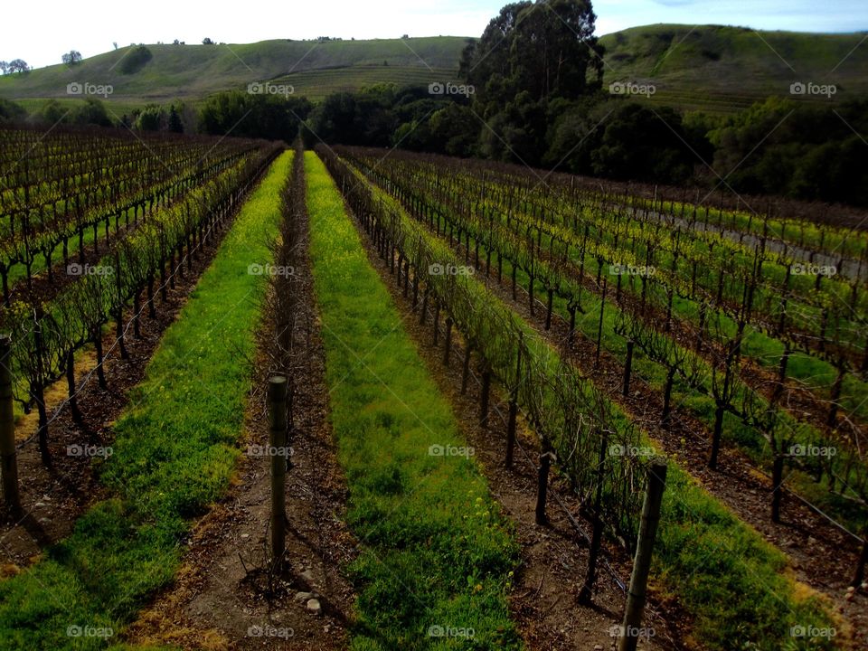 Vineyards. Napa Valley, CA
