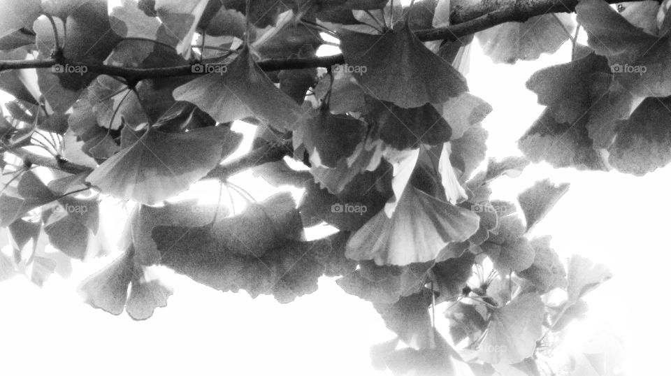 Ginko at its best ...loving a cup of these leafs as a tea as my upper in the morning...lasts way longer then a roasted brown brew..