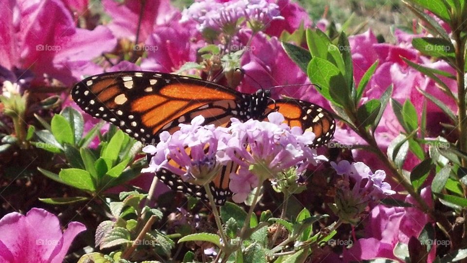 monarch butterfly