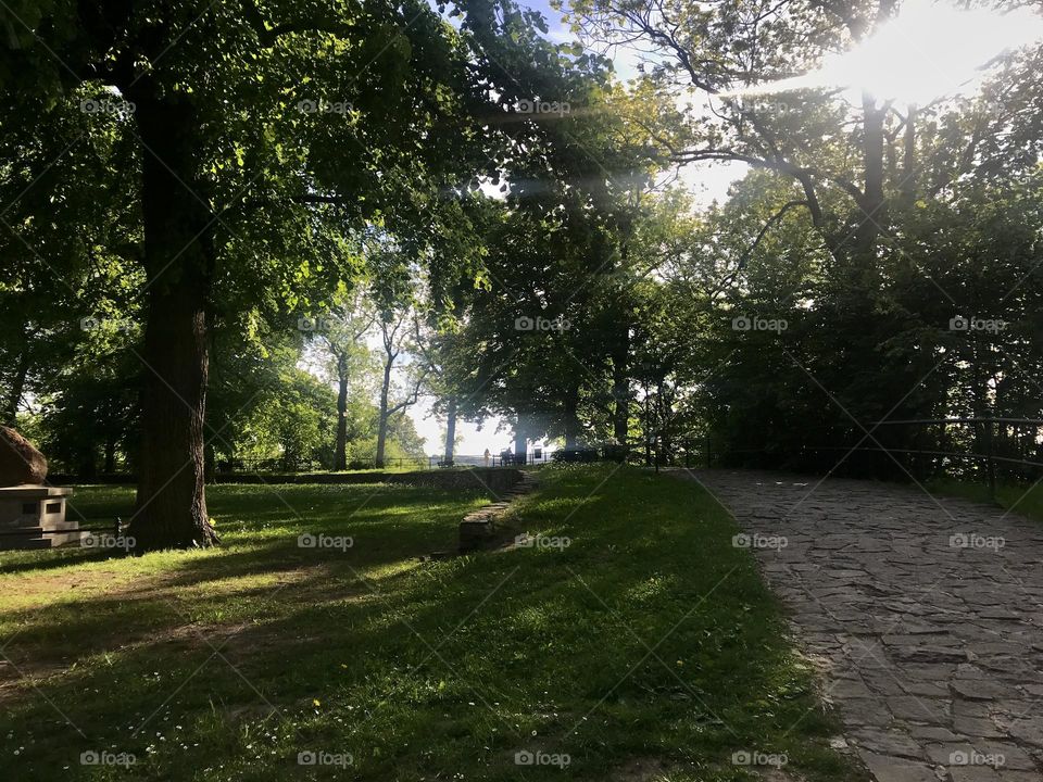 Photo taken from below with the view to the sky through the trees