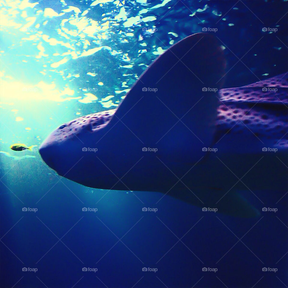 Big fish little fish