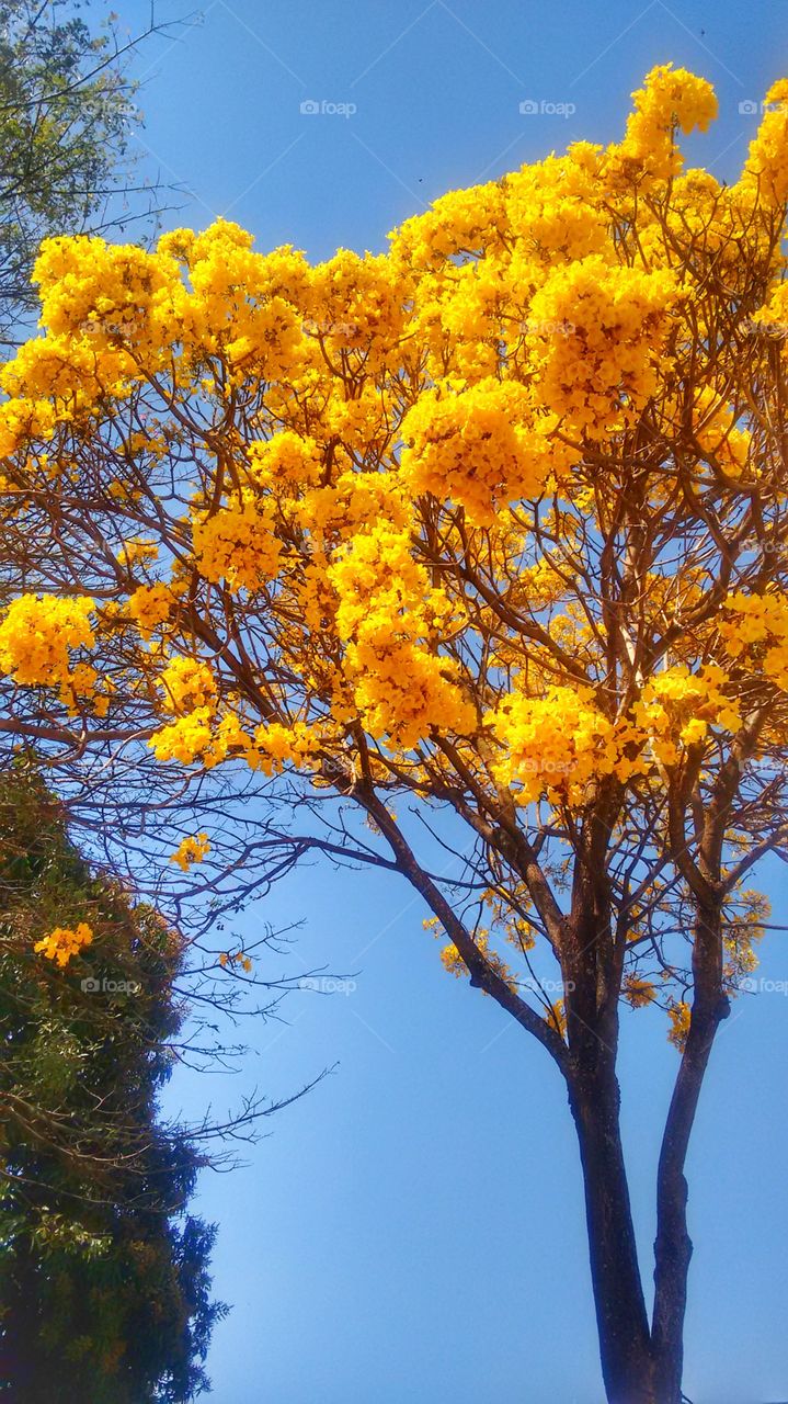 ipê amarelo tree Yellow