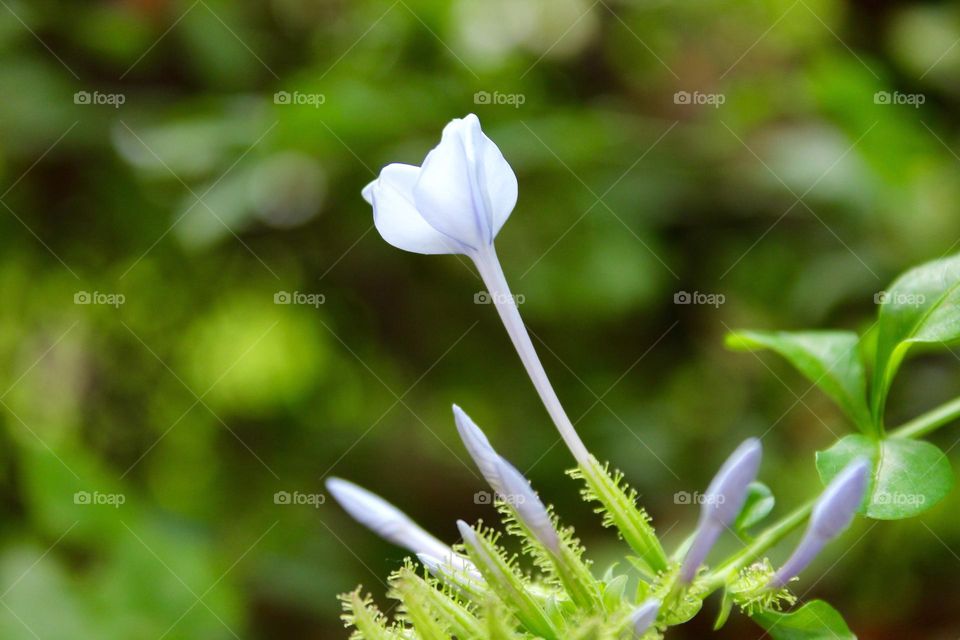 closeup of a white flower bud