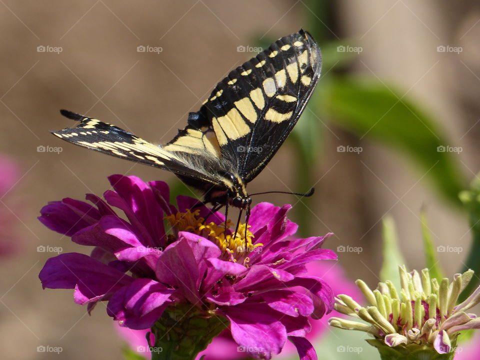 Full wing view of butterfly 