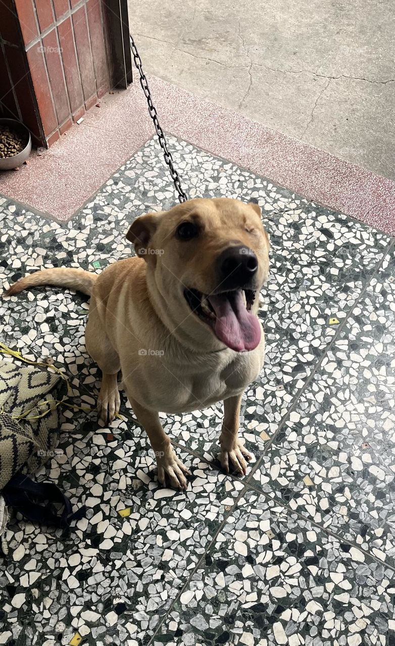 Dog with one missing eye