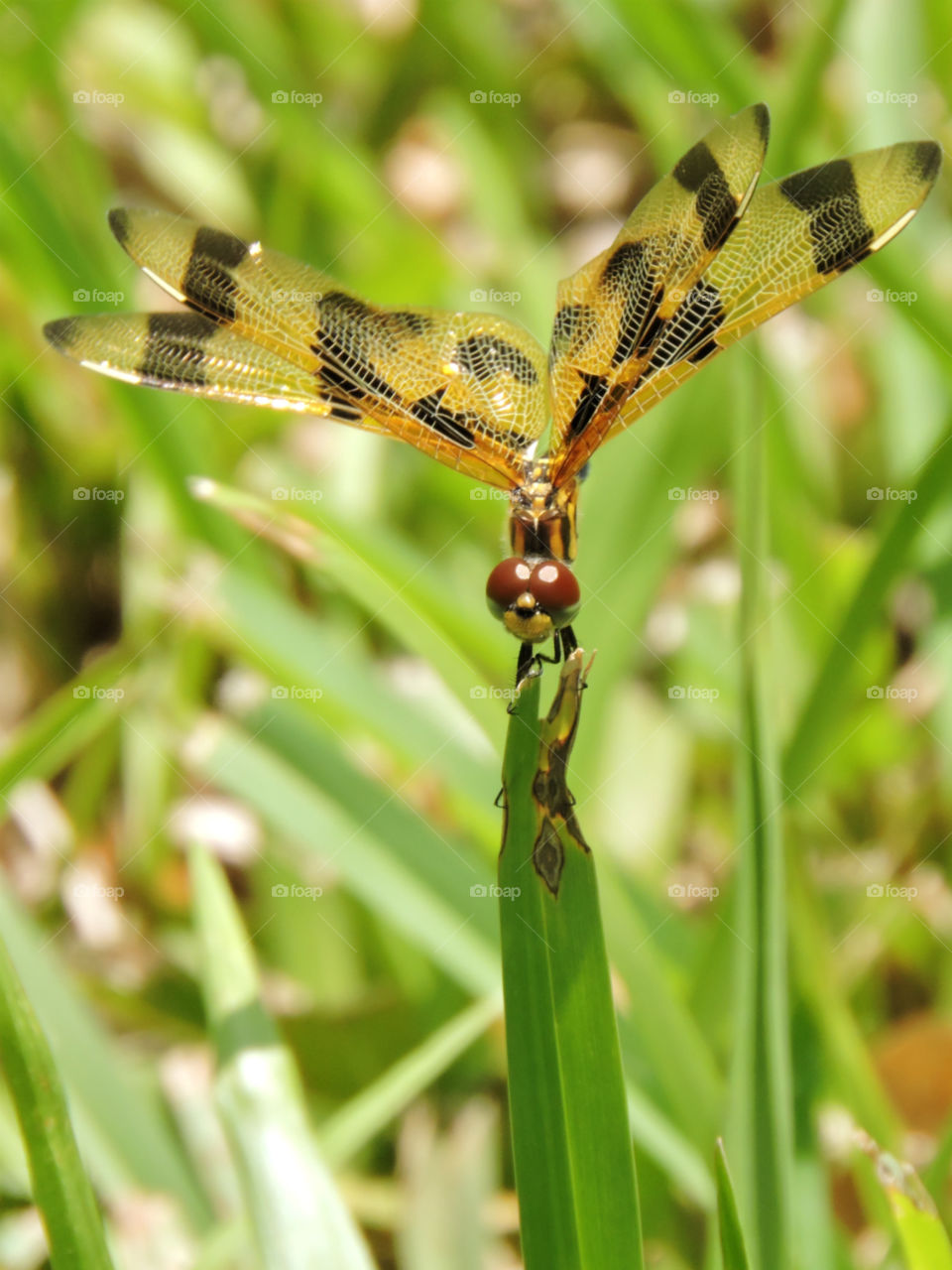 Posing. Halloween Pennant Dragonfly posing on a blade of grass