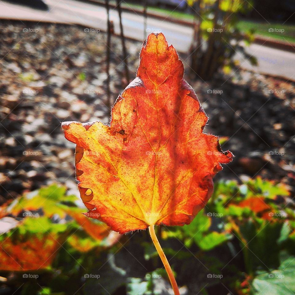 sunlit leaf. leaf in the hospital garden