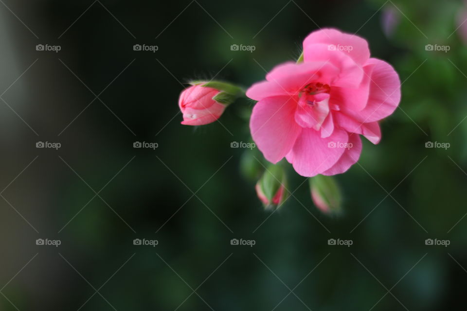 Geranium plant