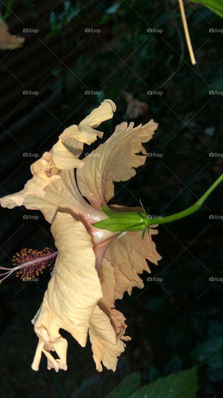 hibiscus back of view in colour flower