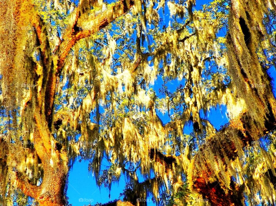 Spanish Moss