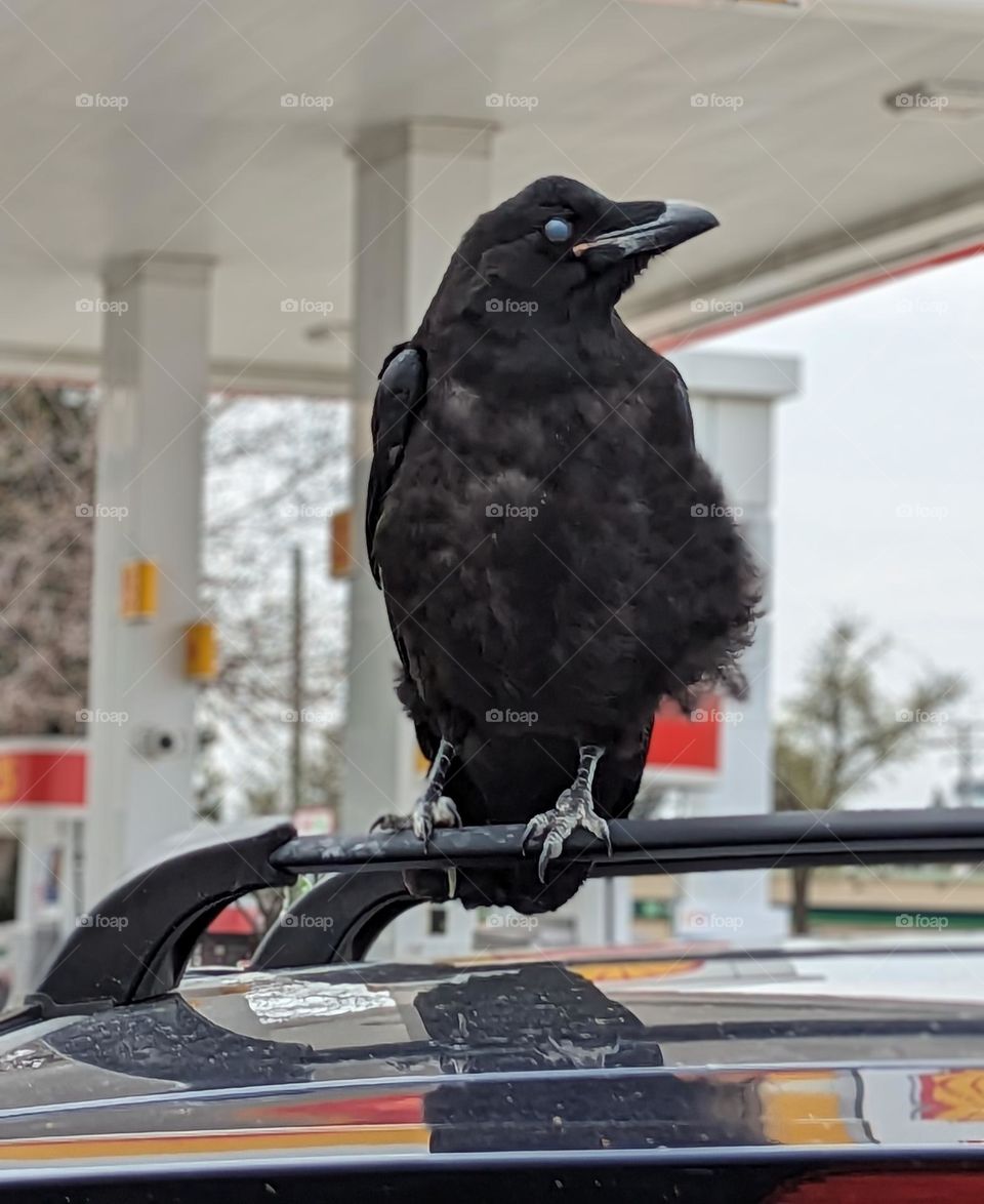 Raven perched on my car