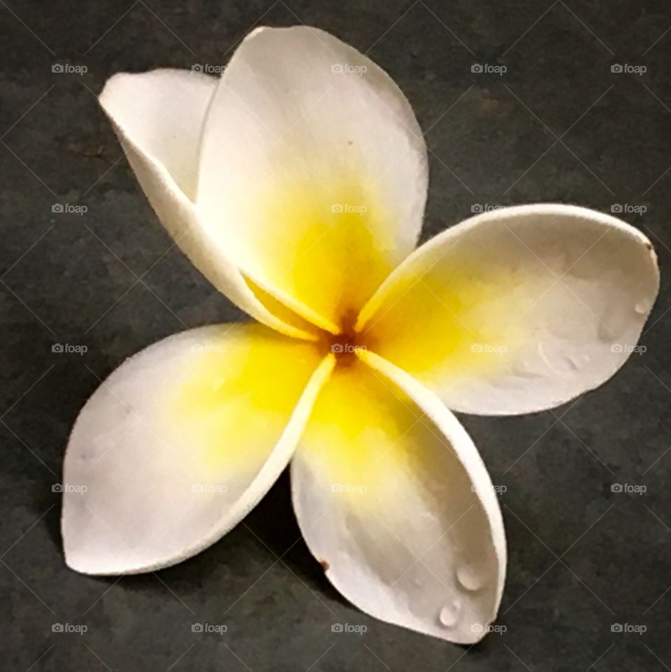Flower on the floor 