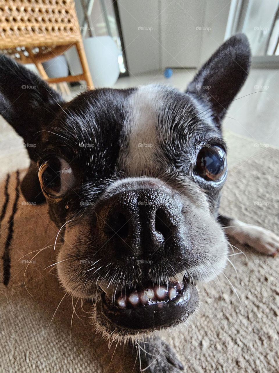 Fisheye Up Close Boston Terrier Pup Dog