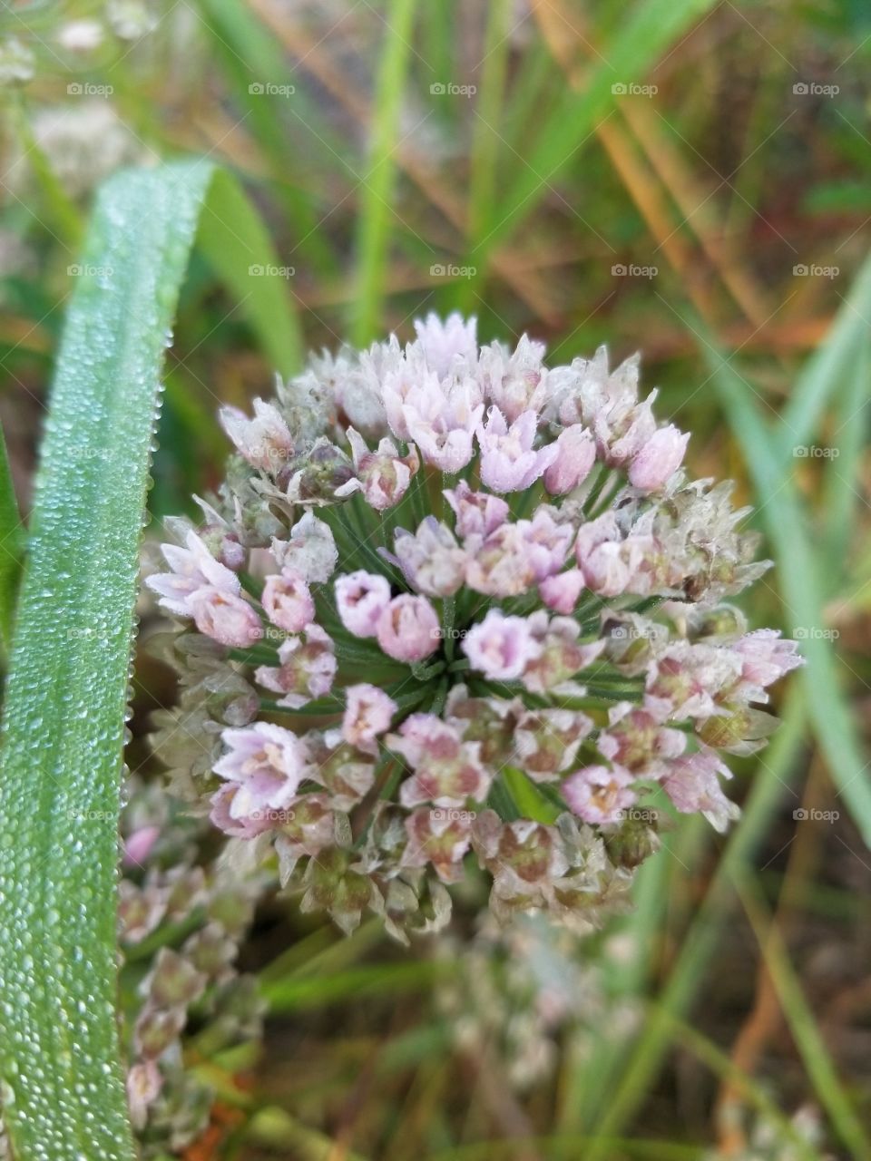 wild flower