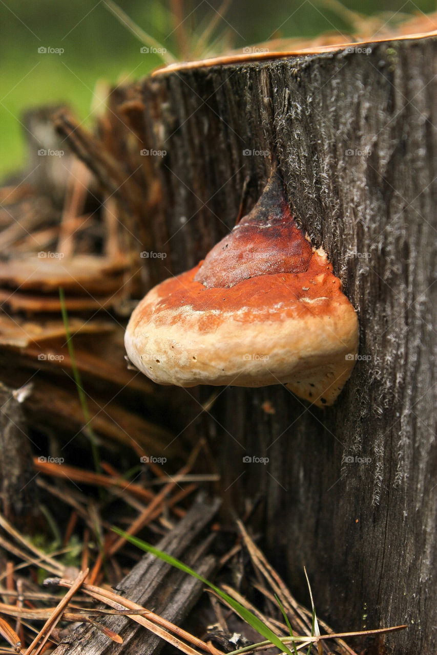 гриб на пне. лесной пейзаж близким планом